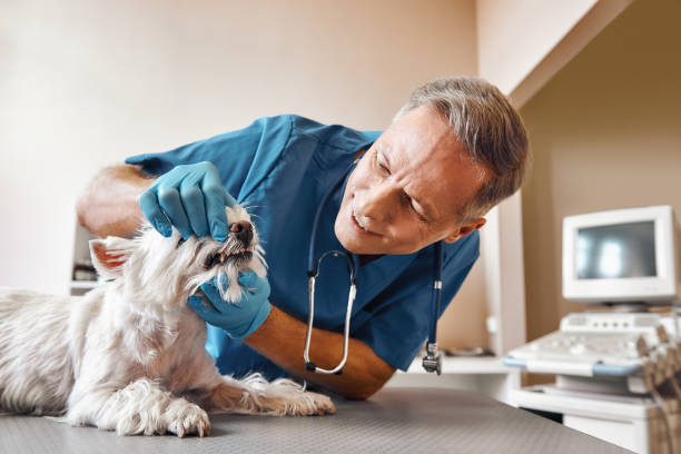 Best Emergency Root Canal Treatment in Cordova, AK
